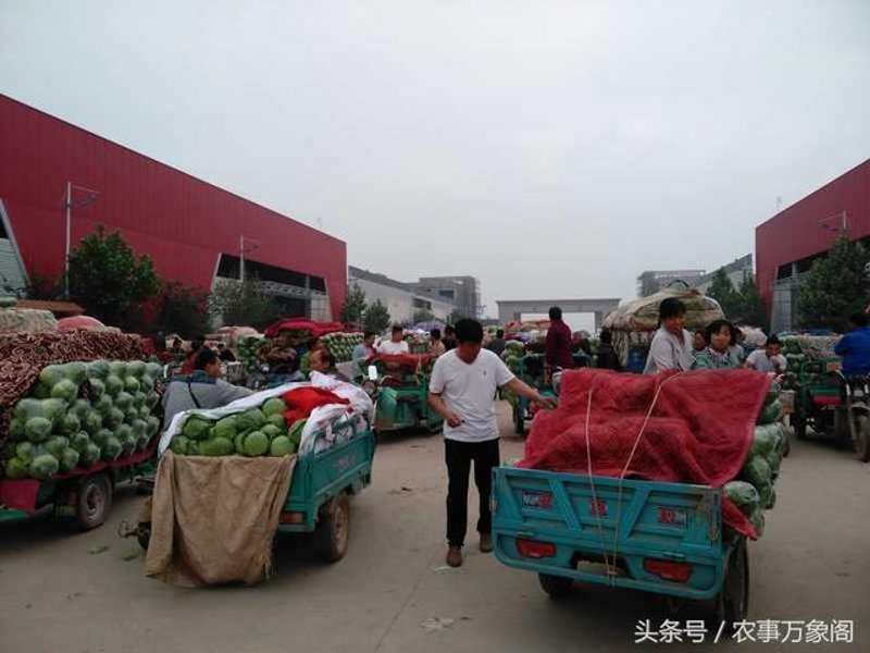 水果批发：选择最佳供应商的策略指南